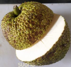 Neer Phanas (Breadfruit)